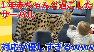 【2ch動物スレ】赤ちゃんが生まれたときから一緒にいるサーバルキャット→最強に優しすぎるｗｗｗｗｗ