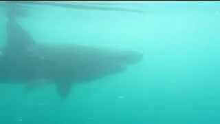 Ужас и кошмар.Monster is a 5m basking shark
