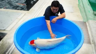 Inside Japan: Breeding The Most Expensive Koi Fish In The World!
