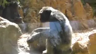 Gorillas at Loro Parque Tenerife