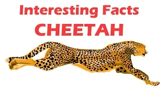 Cheetah facts for kids - facts about cheetah for children - Simply E-learn Kids