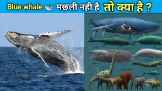 Blue whale 🐋 मछली नही है तो क्या है ? weird things about blue Whale #shorts