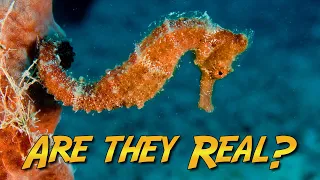 Seahorses and Pipefish!  Do they really exist?