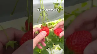 都内でいちご狩りができる場所を紹介【以志井農園いちごランド】