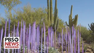 Glass artist Dale Chihuly's exhibit takes inspiration from Arizona's desert landscape