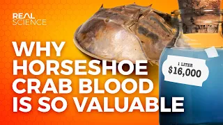 Why Horseshoe Crab Blood Is So Valuable