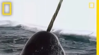 Narwhals | National Geographic