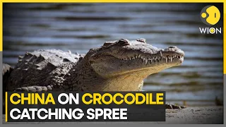 Chinese city hunts for 5 runaway crocodiles | World News | WION