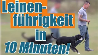 Der Trainereffekt - Leinenführigkeit in 10 Minuten