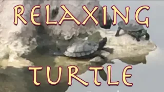 Relaxing Turtle - Experimental relaxation video from Parry Gripp