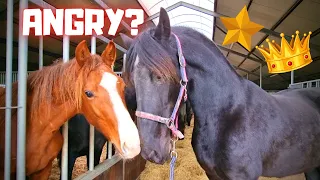 Angry Queen👑Uniek! What's wrong with Sjors | Friesian Horses