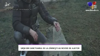 Urșii din sanctuarul de la Zărnești au nevoie de ajutor - Litoral TV