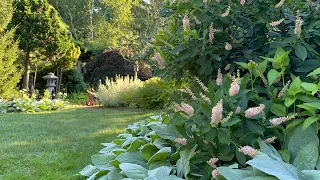 One Last Glimpse of My July Garden, 7/28-31/2023