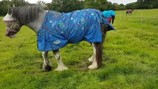 A Very Gay Horse Gets Full Satisfaction From His Scratching Post