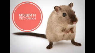 Мыши и песчанки