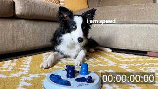 Border Collie Dog Activity Puzzle SPEEDRUN!