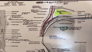 Eyelid Surgical Anatomy