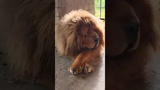 ГИГАНТСКИЙ красный тибетский мастиф Галсан, 8 лет. Одесса