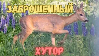 Красота летнего хутора. Дикий кабан превратился в облезлую мышь