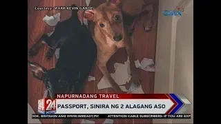 24 Oras: Passport, sinira ng 2 alagang aso