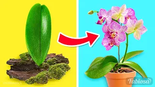 Easy orchid propagation methods: How to grow orchids at home