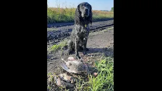 Первая охота с подружейной собакой//Охота на перепела и тетерева//Русский Охотничий Спаниель Бастион