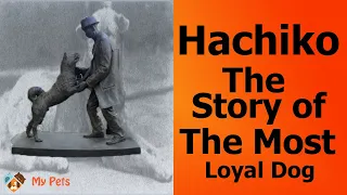 The story of Hachiko who waited his owner in Train station whole his life after he passed away! #dog