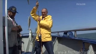 Makrelen vom Kutter