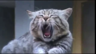 Зевающие коты | Yawning cats | Приколы с котами