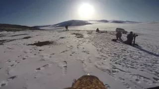 Golden Eagle with GoPro on Back Swooping Down on a Rabbit