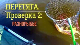 Рыбалка на ПЕРЕТЯГУ.  Проверка 2: Разнорыбье.