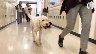 Portland high school has a full-time therapy dog: Oregon Tails