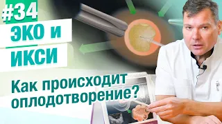 В чем разница между ЭКО и ИКСИ? Этапы оплодотворения