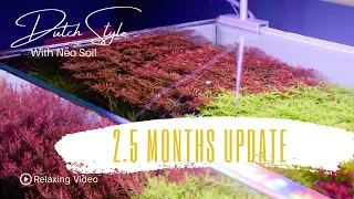 90p Easy Dutch Tank 2.5 months Update | Relaxing Video