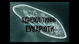 Одноклітинні еукаріоти / Будова, спосіб життя, приклади.