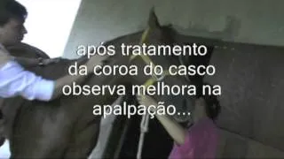 Acupuntura veterinária cavalo:equino