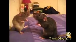 Best funny animals videos.mp4_youtube_original.mp4