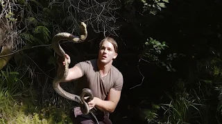 Deadly Massive Forest Cobra in Ancient Waterfall