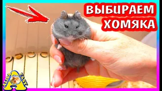 ВЫБИРАЕМ ХОМЯКА ИЗ ХОМЯЧАТ ОРЕШИ / СКОЛЬКО ВЕСИТ ХОМЯК / ХОМКИ  / Alisa Easy Pets