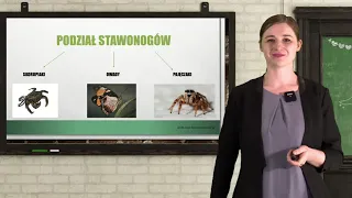 Biologia - SP - egzamin ósmoklasisty. Powtórzenie wiadomości z zakresu stawonogów i mięczaków