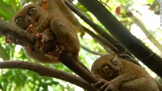 Meet the Philippine tarsier: Second-smallest primate on the planet