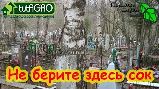 С ЭТИХ БЕРЕЗ СОК НЕ БЕРУТ. С каких берез и кленов не стоит заготавливать сок.