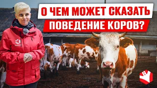 Мониторинг поведения коров | Содержание КРС | Молочное животноводство