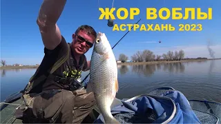 ВОБЛА ТРОНУЛАСЬ. Супер Рыбалка. Рыбалка в Астрахани 2023