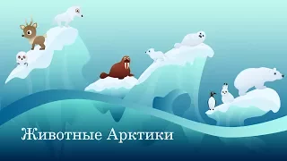 Животные Арктики. Интересные факты для детей