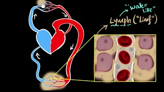 Lymph, lymph nodes, & lymphatic system | Life processes | Biology | Khan Academy