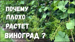 Как ускорить развитие виноградного куста