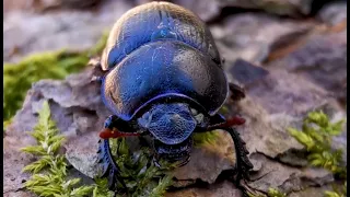 Dung beetle on its way home | World of tiny animals |