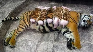 Dieses Tigerweibchen adoptierte Ferkel und zog sie wie ihre eigenen Babys auf