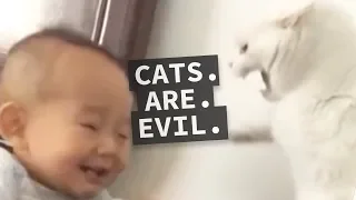 Cats are Evil Compilation - Why Cats Can't be Trusted